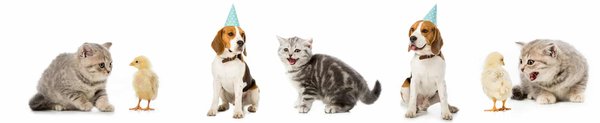 Conseils chien chat poule : astuces pour bien s'occuper d'eux
